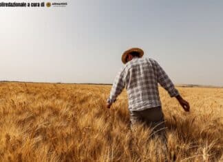 Pasta Armando: l’eccellenza del grano italiano di Filiera