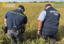 Riso bio ma coltivato con pesticidi. Scoperta maxi frode a Pavia falso riso bio