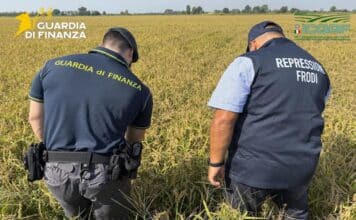 Riso bio ma coltivato con pesticidi. Scoperta maxi frode a Pavia falso riso bio