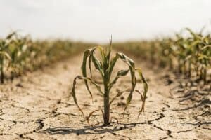 Il report di Terra!: così la crisi climatica piega l’agricoltura e spinge le aziende ad aggirare i diritti