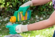 Bayer e Monsanto, la deroga per il glifosato è costata milioni in lobbying glifosato