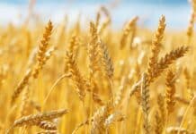 Pane, NaturaSì chiede 20 centesimi in più per sostenere chi coltiva pane