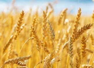 Pane, NaturaSì chiede 20 centesimi in più per sostenere chi coltiva pane