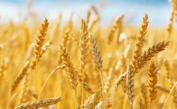 Pane, NaturaSì chiede 20 centesimi in più per sostenere chi coltiva pane