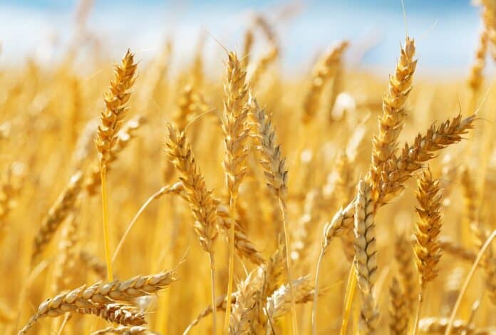 Close up of wheat ears. Field of wheat in a summer day pane